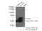 Lysophosphatidylcholine Acyltransferase 1 antibody, 16112-1-AP, Proteintech Group, Immunoprecipitation image 