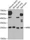Guided Entry Of Tail-Anchored Proteins Factor 1 antibody, 22-621, ProSci, Western Blot image 