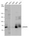 Paxillin antibody, PA5-78142, Invitrogen Antibodies, Western Blot image 