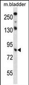 Tripartite Motif Containing 36 antibody, PA5-71847, Invitrogen Antibodies, Western Blot image 