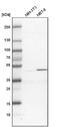 GPN-Loop GTPase 1 antibody, NBP1-90072, Novus Biologicals, Western Blot image 