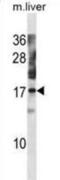 Nuclear Transport Factor 2 Like Export Factor 1 antibody, abx031193, Abbexa, Western Blot image 