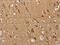 Potassium Voltage-Gated Channel Subfamily Q Member 4 antibody, CSB-PA320879, Cusabio, Immunohistochemistry frozen image 