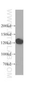 GTF2I Repeat Domain Containing 1 antibody, 17052-1-AP, Proteintech Group, Western Blot image 