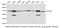 Insulin Like Growth Factor 2 MRNA Binding Protein 1 antibody, LS-C193001, Lifespan Biosciences, Western Blot image 