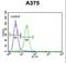 X-Ray Repair Cross Complementing 1 antibody, LS-C160670, Lifespan Biosciences, Flow Cytometry image 