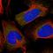 Protein S100-A16 antibody, HPA045841, Atlas Antibodies, Immunofluorescence image 