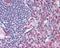 Adhesion G Protein-Coupled Receptor E5 antibody, NBP2-24552, Novus Biologicals, Immunohistochemistry paraffin image 