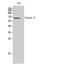 Copine 8 antibody, A15136-2, Boster Biological Technology, Western Blot image 