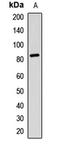 Ribosomal Protein S6 Kinase A3 antibody, LS-C668012, Lifespan Biosciences, Western Blot image 