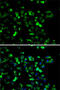 RB Binding Protein 6, Ubiquitin Ligase antibody, 22-593, ProSci, Immunofluorescence image 