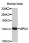 Glutamate Metabotropic Receptor 1 antibody, STJ23872, St John