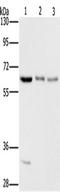 Aladin WD Repeat Nucleoporin antibody, TA349454, Origene, Western Blot image 