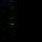 Signal Transducer And Activator Of Transcription 5A antibody, 100735-T46, Sino Biological, Western Blot image 