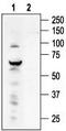 Transient Receptor Potential Cation Channel Subfamily V Member 4 antibody, TA328742, Origene, Western Blot image 