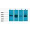 Lactate Dehydrogenase D antibody, LS-C387584, Lifespan Biosciences, Western Blot image 