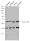 Coronin 1A antibody, GTX106424, GeneTex, Western Blot image 