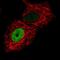 Cadherin-17 antibody, PA5-54843, Invitrogen Antibodies, Immunofluorescence image 