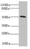 Citrate Synthase antibody, orb239868, Biorbyt, Western Blot image 