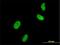Ubiquitin Like With PHD And Ring Finger Domains 1 antibody, H00029128-M01, Novus Biologicals, Immunofluorescence image 