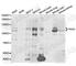 Period Circadian Regulator 3 antibody, A5451, ABclonal Technology, Western Blot image 
