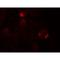 Ubiquitin D antibody, LS-C336291, Lifespan Biosciences, Immunofluorescence image 