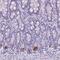 Transmembrane Protein 91 antibody, HPA053240, Atlas Antibodies, Immunohistochemistry frozen image 
