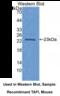 Carboxypeptidase B2 antibody, MBS2003123, MyBioSource, Western Blot image 