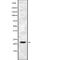 Fibroblast Growth Factor 6 antibody, abx215347, Abbexa, Western Blot image 