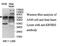 Kelch Repeat And BTB Domain Containing 2 antibody, MBS416612, MyBioSource, Western Blot image 