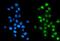 General Transcription Factor IIF Subunit 2 antibody, A10896-1, Boster Biological Technology, Immunofluorescence image 