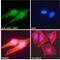 CtIP antibody, 46-329, ProSci, Immunofluorescence image 
