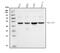 Cyclin E1 antibody, M00543-3, Boster Biological Technology, Western Blot image 