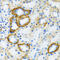 Sodium/glucose cotransporter 1 antibody, 18-954, ProSci, Immunohistochemistry paraffin image 