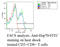 Heat shock protein 70 antibody, LS-C108951, Lifespan Biosciences, Flow Cytometry image 
