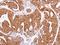 Olfactomedin 1 antibody, GTX108528, GeneTex, Immunohistochemistry paraffin image 