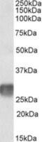 Leukocyte-associated immunoglobulin-like receptor 1 antibody, NBP1-68845, Novus Biologicals, Western Blot image 