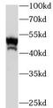 ENO1 antibody, FNab02765, FineTest, Western Blot image 