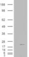 Cofilin 2 antibody, NB600-800, Novus Biologicals, Western Blot image 