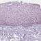 NHP2 Ribonucleoprotein antibody, NBP2-13656, Novus Biologicals, Immunohistochemistry frozen image 