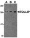 Toll Interacting Protein antibody, LS-B1426, Lifespan Biosciences, Western Blot image 