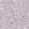 Bridging Integrator 2 antibody, PA5-58486, Invitrogen Antibodies, Immunohistochemistry paraffin image 