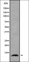 Elongation Factor 1 Homolog antibody, orb338762, Biorbyt, Western Blot image 