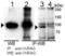 UV Radiation Resistance Associated antibody, PA5-35213, Invitrogen Antibodies, Western Blot image 