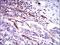 CD59 Molecule (CD59 Blood Group) antibody, NBP2-37436, Novus Biologicals, Immunohistochemistry paraffin image 