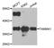 Phosphatidate cytidylyltransferase, mitochondrial antibody, orb374084, Biorbyt, Western Blot image 