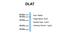 Dihydrolipoamide S-Acetyltransferase antibody, ARP41994_T100, Aviva Systems Biology, Western Blot image 