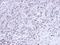 Cell Division Cycle 25C antibody, NBP1-33687, Novus Biologicals, Immunohistochemistry frozen image 