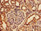 Rab Geranylgeranyltransferase Subunit Alpha antibody, LS-C378960, Lifespan Biosciences, Immunohistochemistry paraffin image 