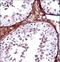 T-box transcription factor TBX5 antibody, LS-C161753, Lifespan Biosciences, Immunohistochemistry frozen image 